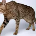 Хранене на котка ашера