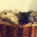 Влюбени мишки си правят серенади