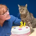 Спомина се най-старата котка на света