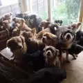 Нечувано! Стопани отглеждат 82 кучета в апартамент