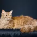 Коя е необикновената котка Ла Перм?
