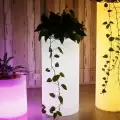 Как да отглеждаме растения под изкуствена светлина?