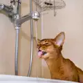 Как да накараме котката да пие повече вода?