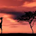 Национален парк Серенгети (Serengeti National Park)