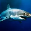 Климатичните промени правят акулите по-малко опасни