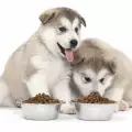 Правила за хранене на малко куче