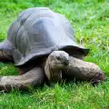 Колко дълго живеят костенурките?