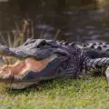 Какво е да имаш за приятел гигантски алигатор!