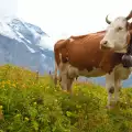 Човещина! Военни носят с хеликоптери вода за жадните крави в Алпите