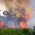 Защо всъщност са пагубни пожарите в горите на Амазония?