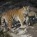 Амурска тигрица осинови чужди мъничета