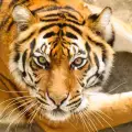 Тигър разкъса служителка на зоопарк във Великобритания