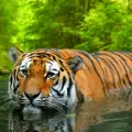Интересни факти за тигрите