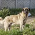 Пребиха до смърт куче с мотика във Видинско
