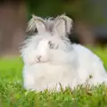 Козината на зайците се променя заради климатичните промени