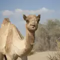 Колко вода пие камилата?