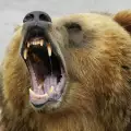 Ловец бръкна в устата на мечка, за да се спаси от нападение