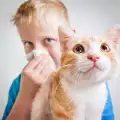 Породи котки за алергични хора