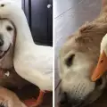 Красивото приятелство на животните, представено в снимки