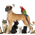 Може ли папагал да живее с котка или куче?