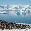 Стотици хиляди пингвини са загинали заради огромен айсберг