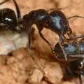 Как протича колективният труд на мравките
