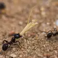 Как да се избавим от мравките у дома?