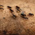 Мравки, мравуняк