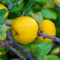 When are Quinces Harvested?