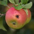 Вредители по ябълките в градината