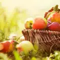 ¿Cómo almacenar y conservar manzanas?