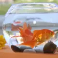 Рибки и аквариум