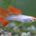 Красиви сладководни рибки за домашния аквариум