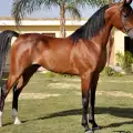 Арабски кон