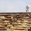 Азбестът е най-опасен, ако е на покрива