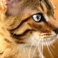 Борнейска котка