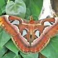 Уникална къща на пеперудите е новата атракция във Варна