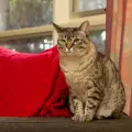 Семейство намери жива котка в дивана си. Ето как се е озовала там!