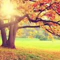 Красиви мисли за есента