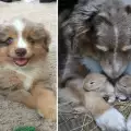 Австралийските Овчарки са най-страхотните кучета! Ето защо (СНИМКИ)