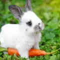 Не давайте моркови на зайчето си! Вижте защо