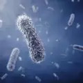Бактериите оцеляват! Дори и на хиляди километри във въздуха