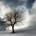Големите дървета се пресаждат през зимата