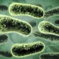 Бактерии-мутанти се множат в пречиствателни станции