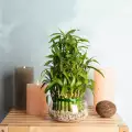 Защо да отглеждаме бамбук у дома
