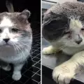 Вижте преобразяването на котето Барни, прекарало 6 години на улицата