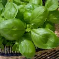 How To Dry Basil?