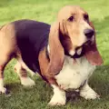 Породи кучета с дълги уши