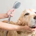 Къпане на куче - колко, кога и как?