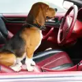 Куче в кола наду клаксона, за да извика стопанина си